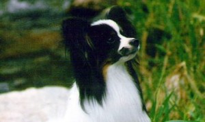Strax sést áútliti hunds hvort um er að ræða hund eða tík